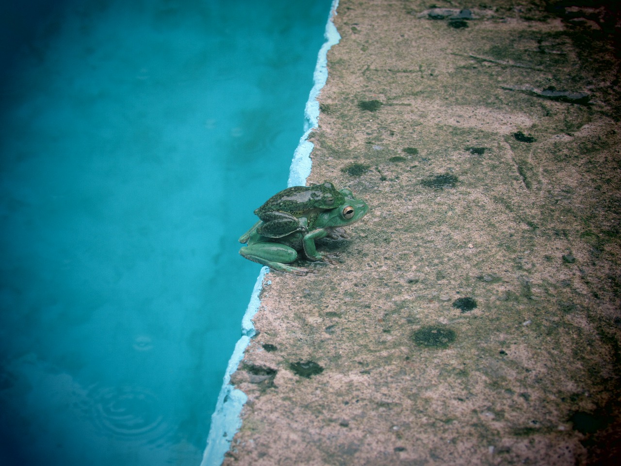 frog mother bebe7 free photo