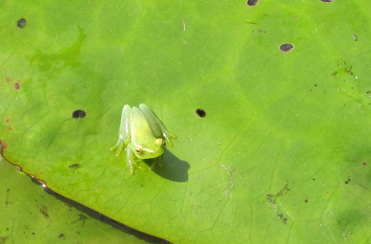 frog close lily pad free photo
