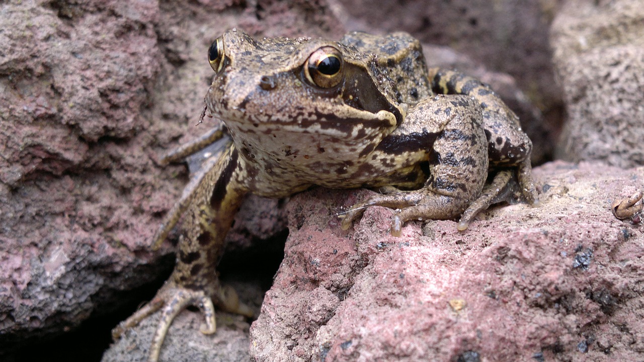 frog brown animals free photo