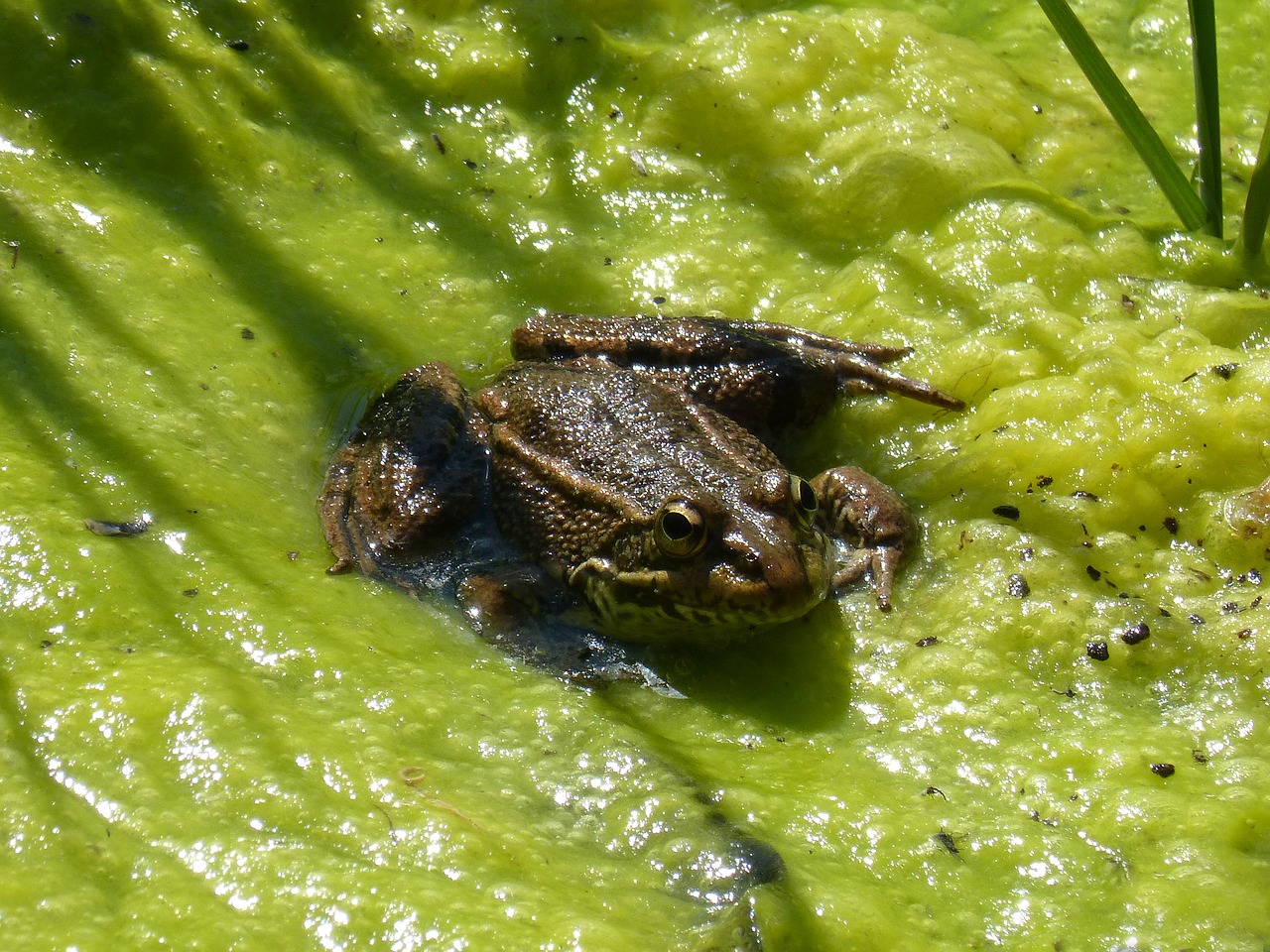 frog algae pond free photo