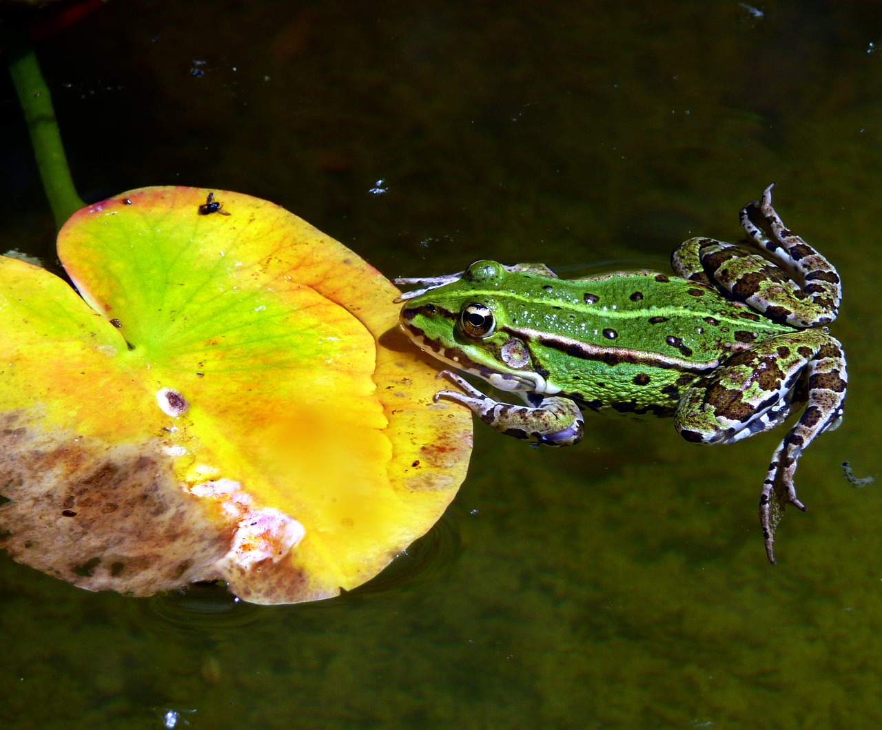 frog water frog lily pad free photo