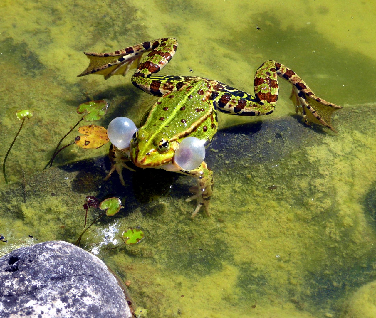 frog mating season spring free photo