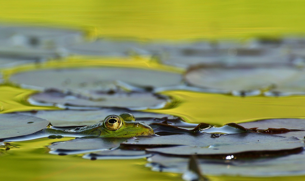 frog lake pond free photo