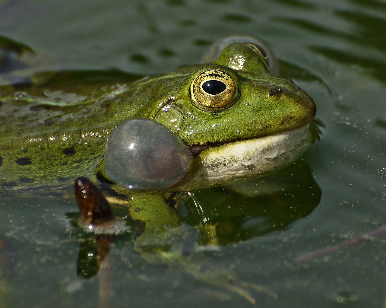frog lake pond free photo