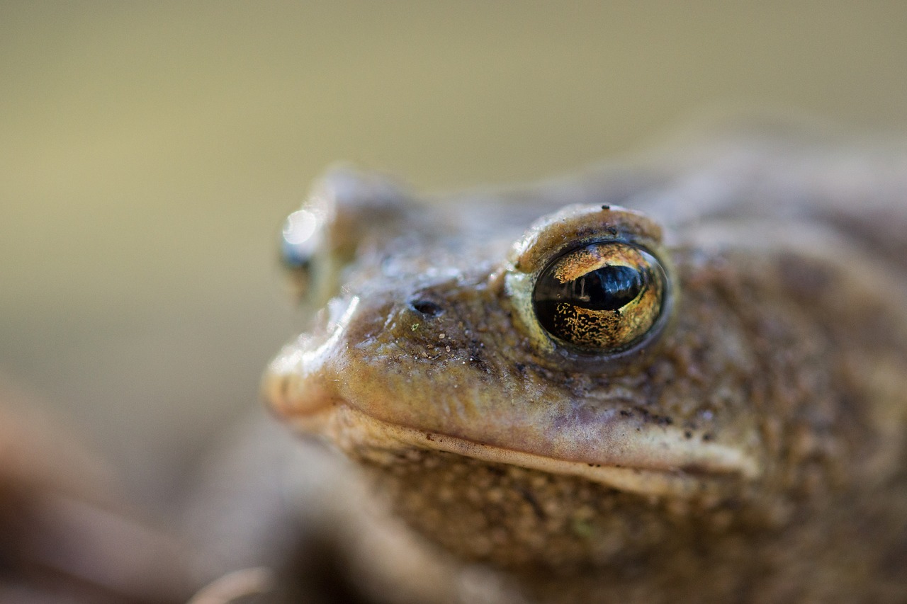 frog toad nature free photo