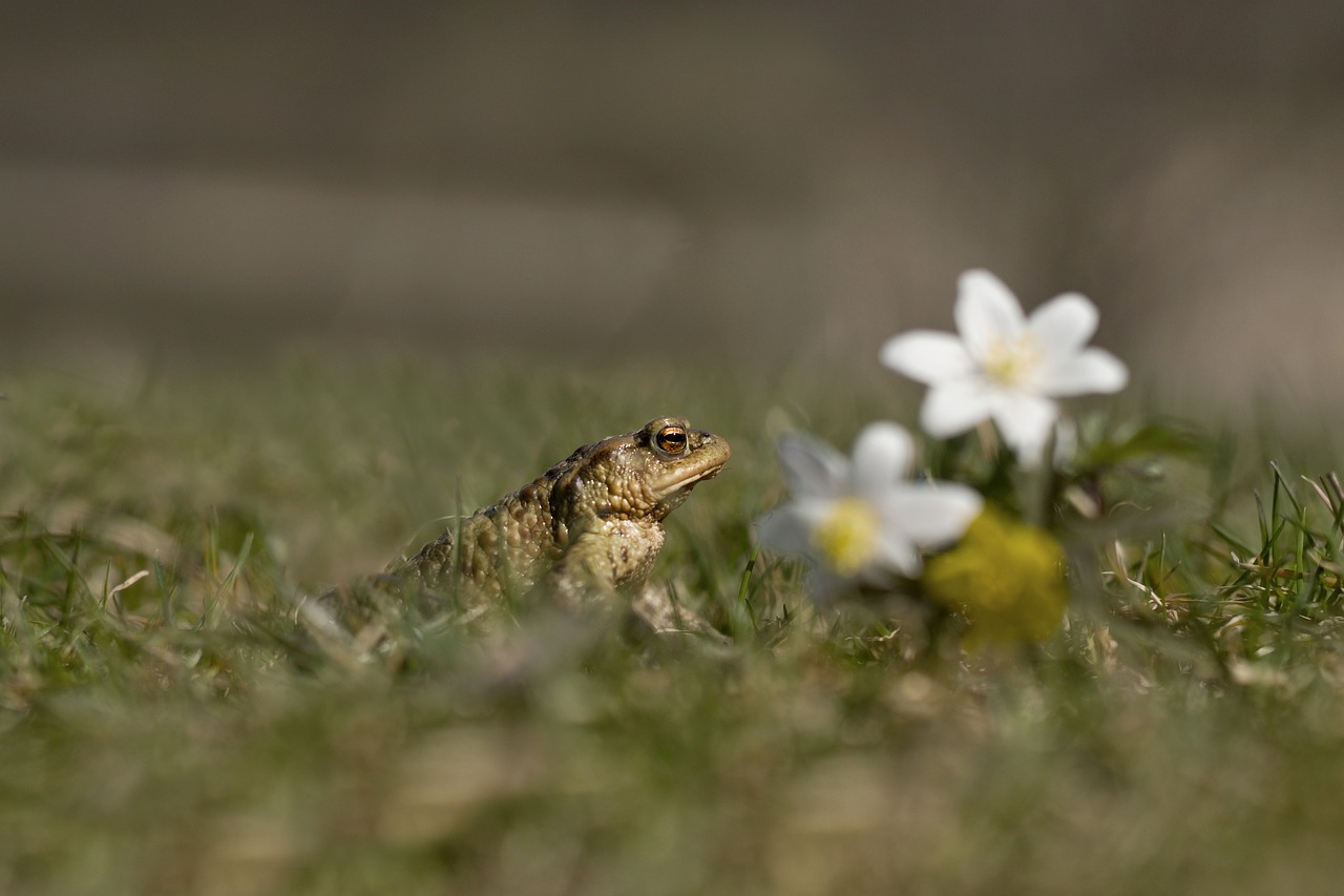 frog toad male free photo