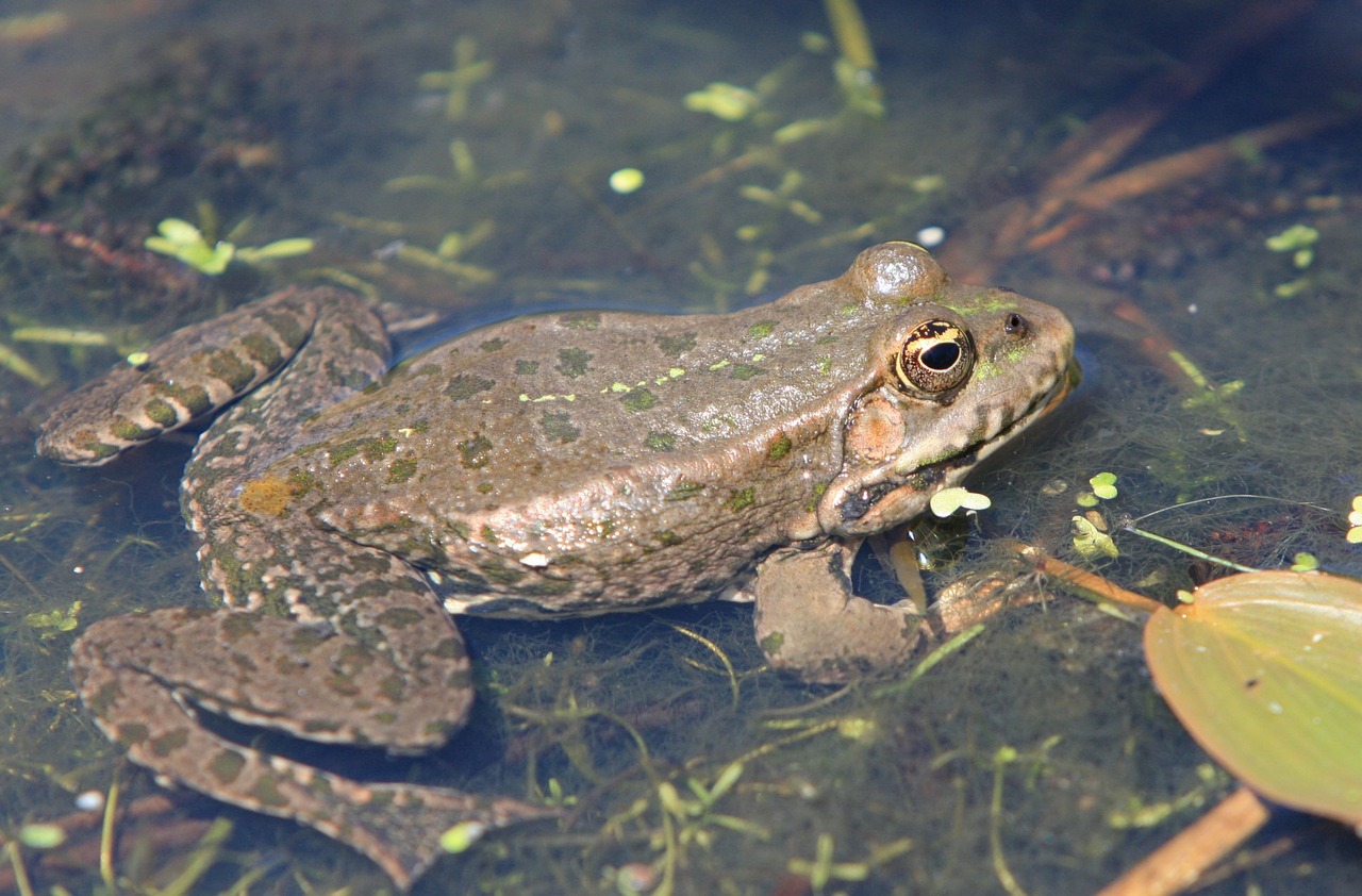 frog animal amphibian free photo