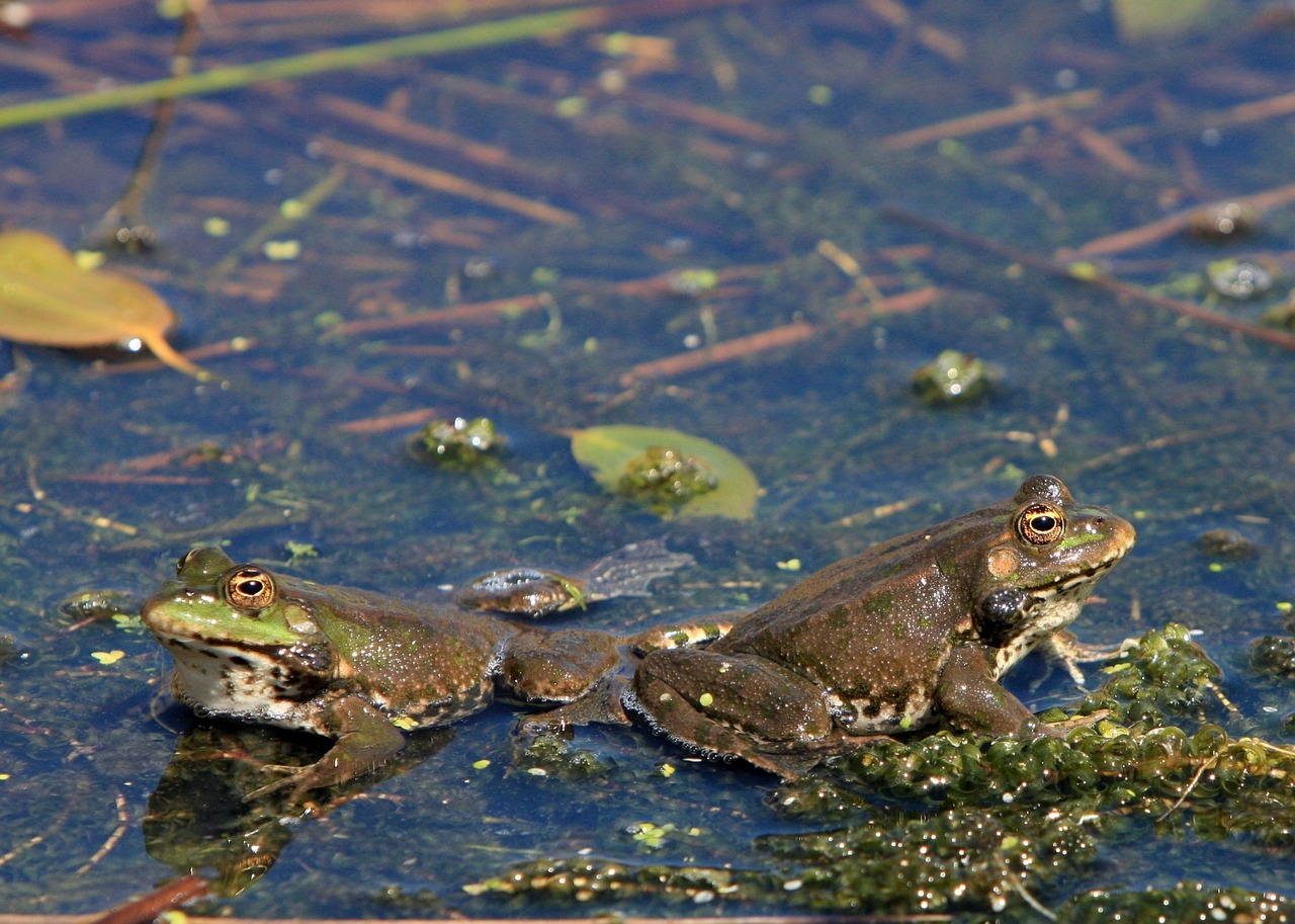 frog frogs pond free photo