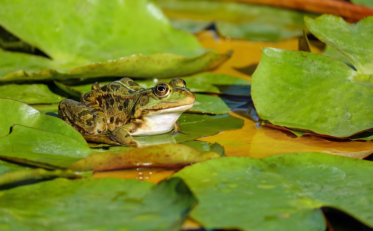 frog water frog frog pond free photo