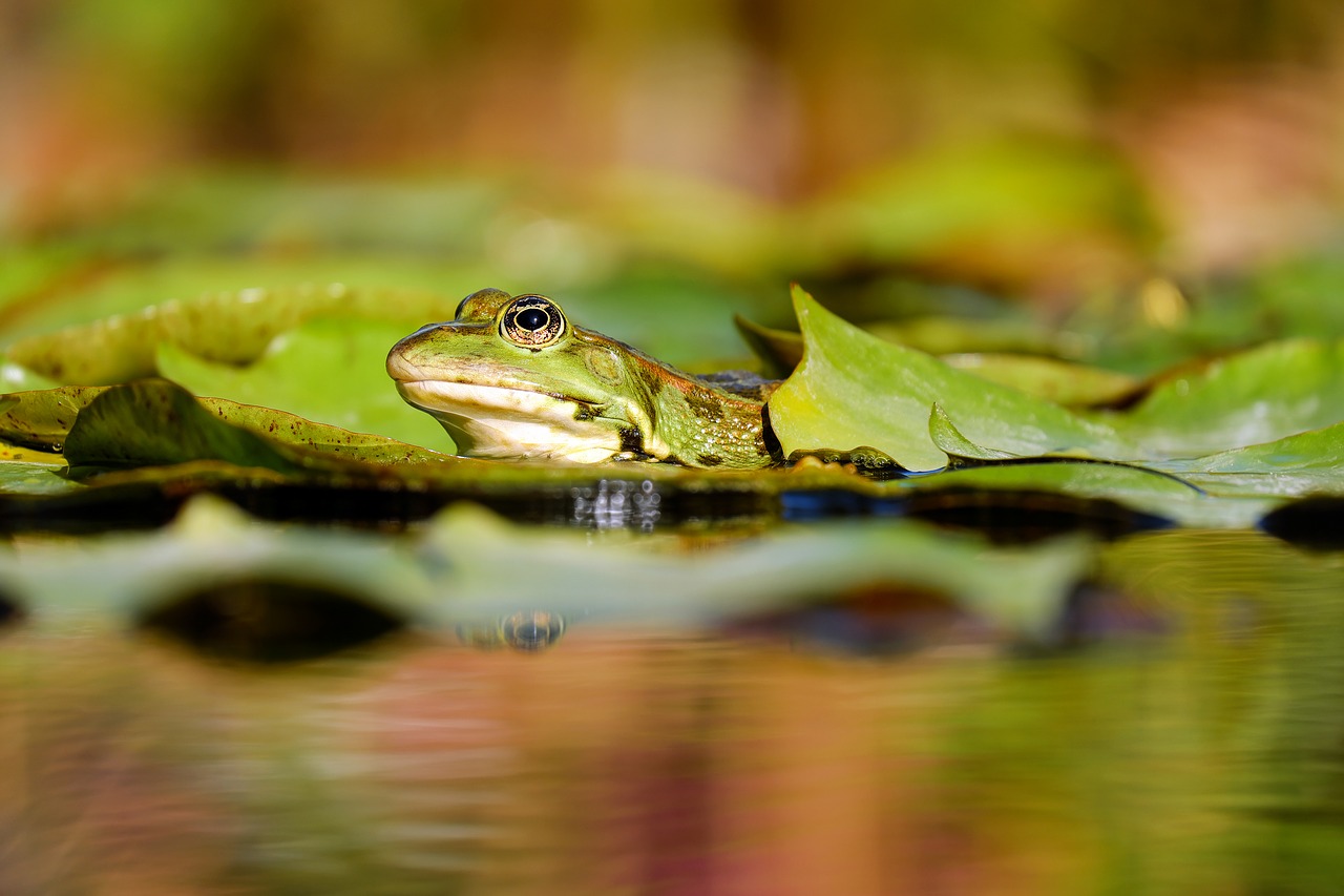 frog water frog frog pond free photo
