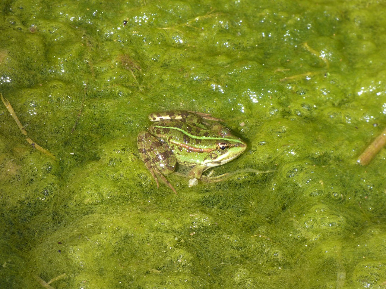 frog pond green free photo