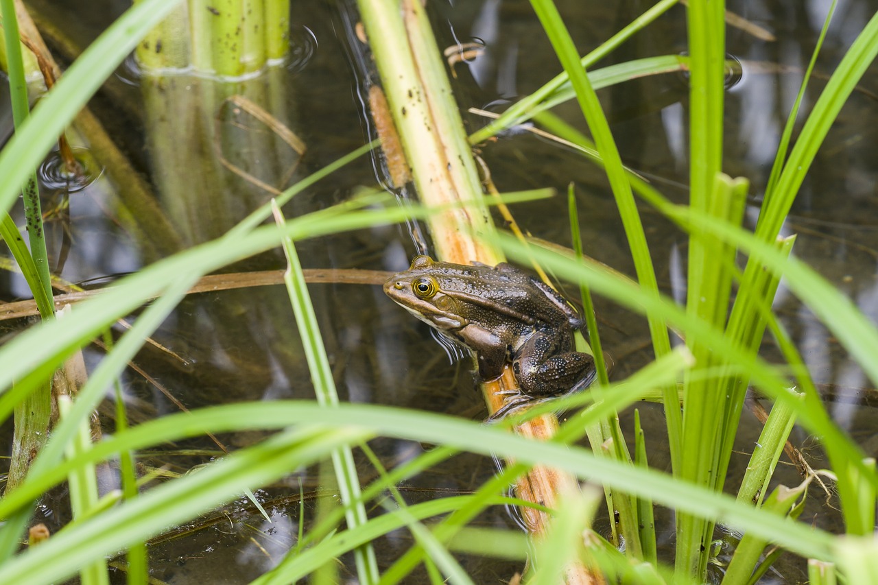 frog water high free photo