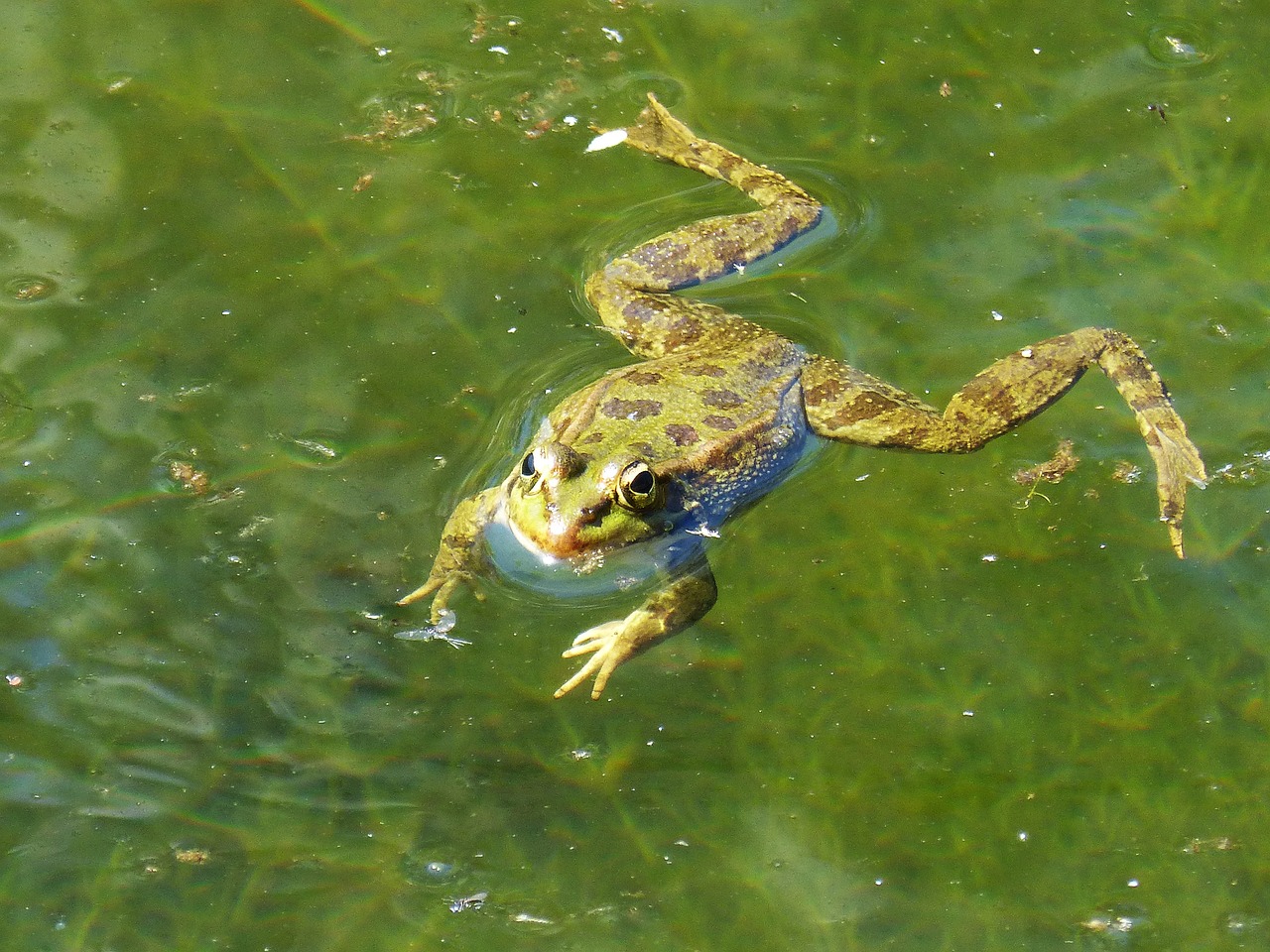 frog raft water free photo