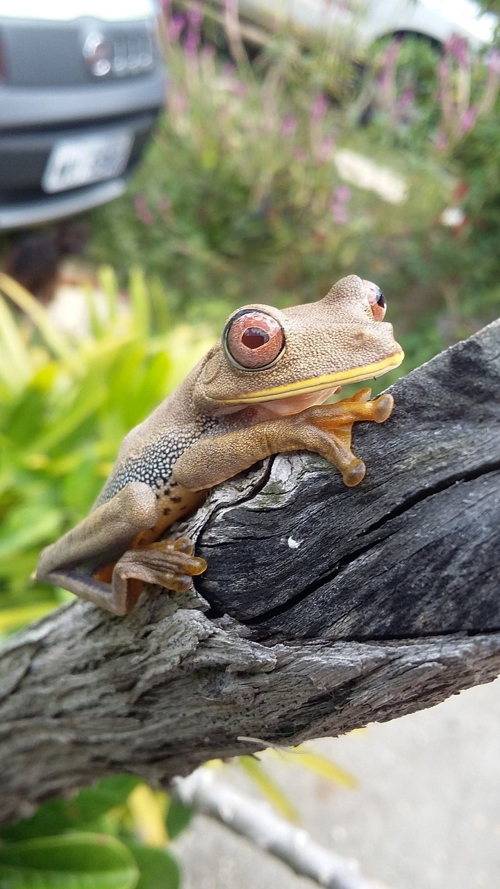 frog sergipe brazil free photo