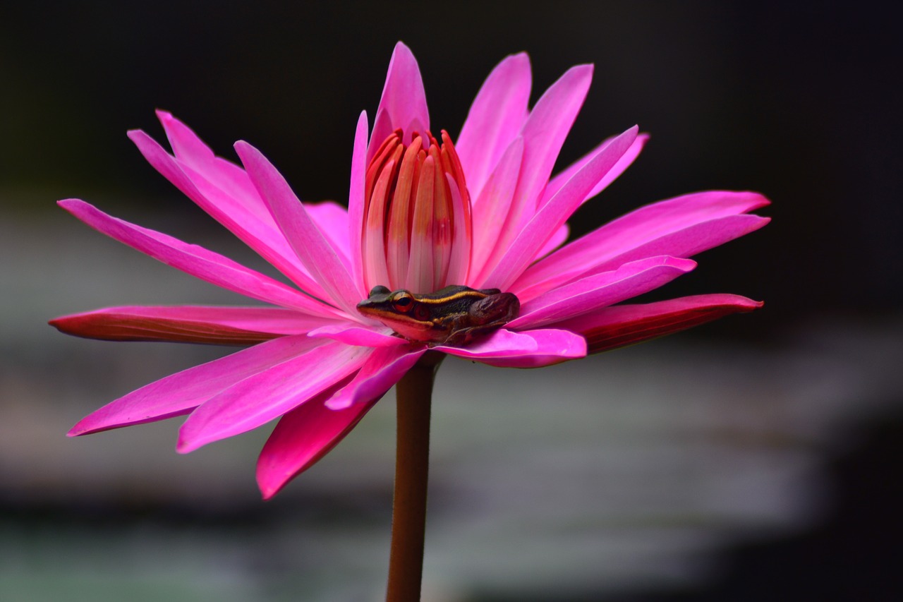 frog on the lotus free photo