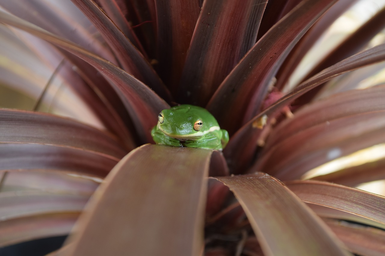 frog tree nature free photo