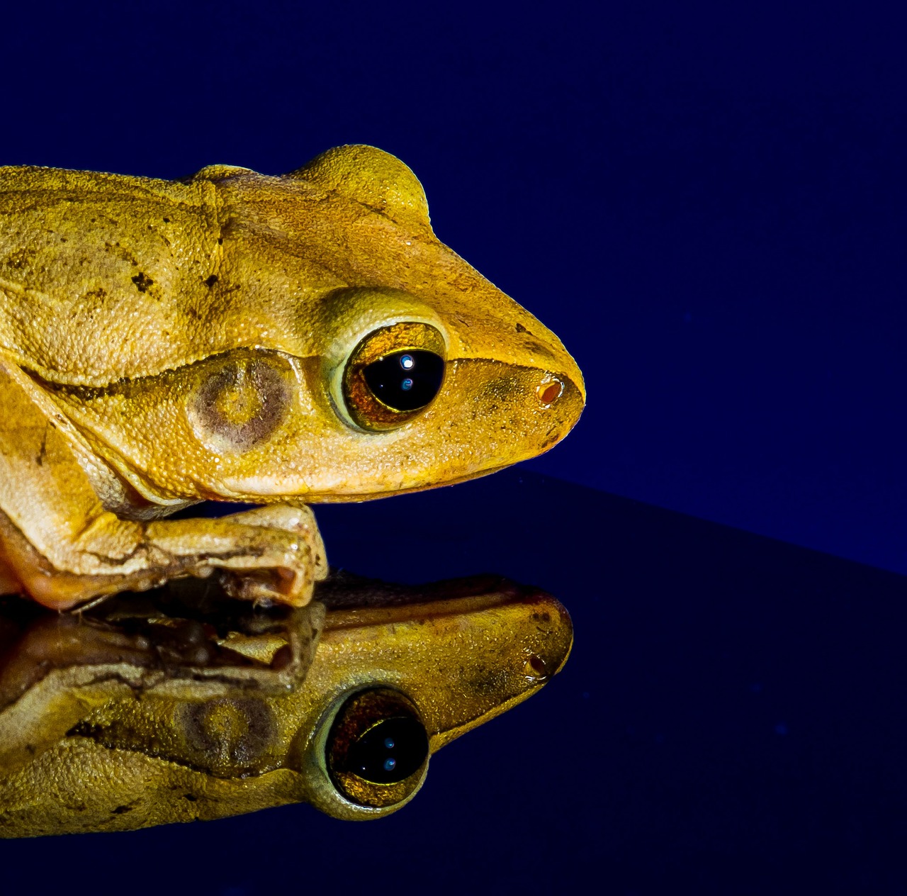 Smiling gold yoga frog meditating in lotus pose. Body, mind and