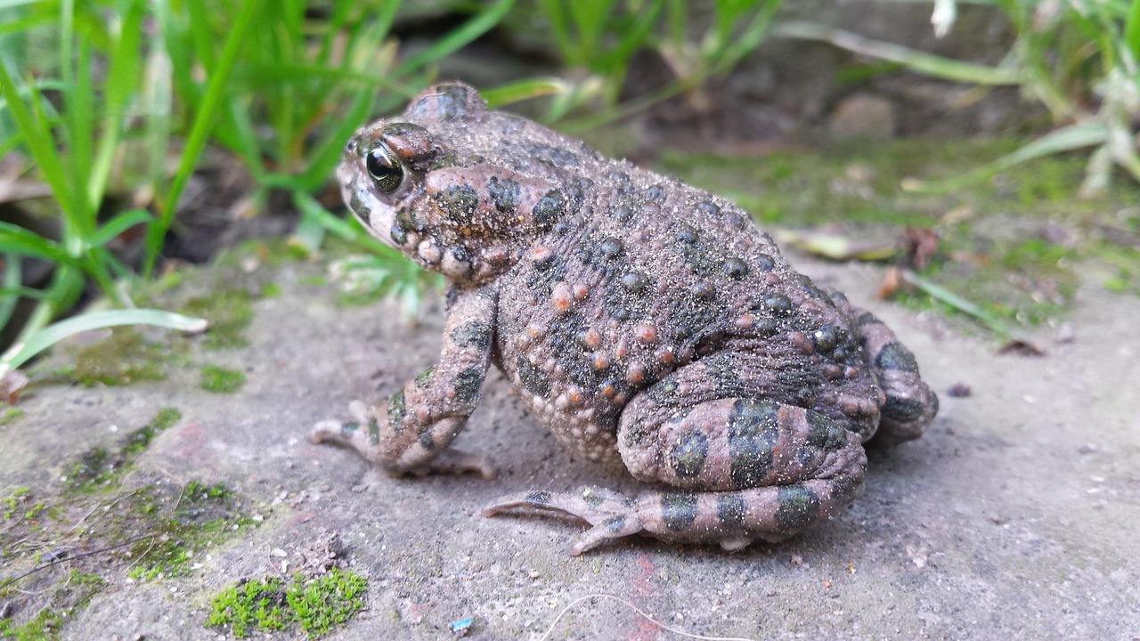 frog toad nature free photo
