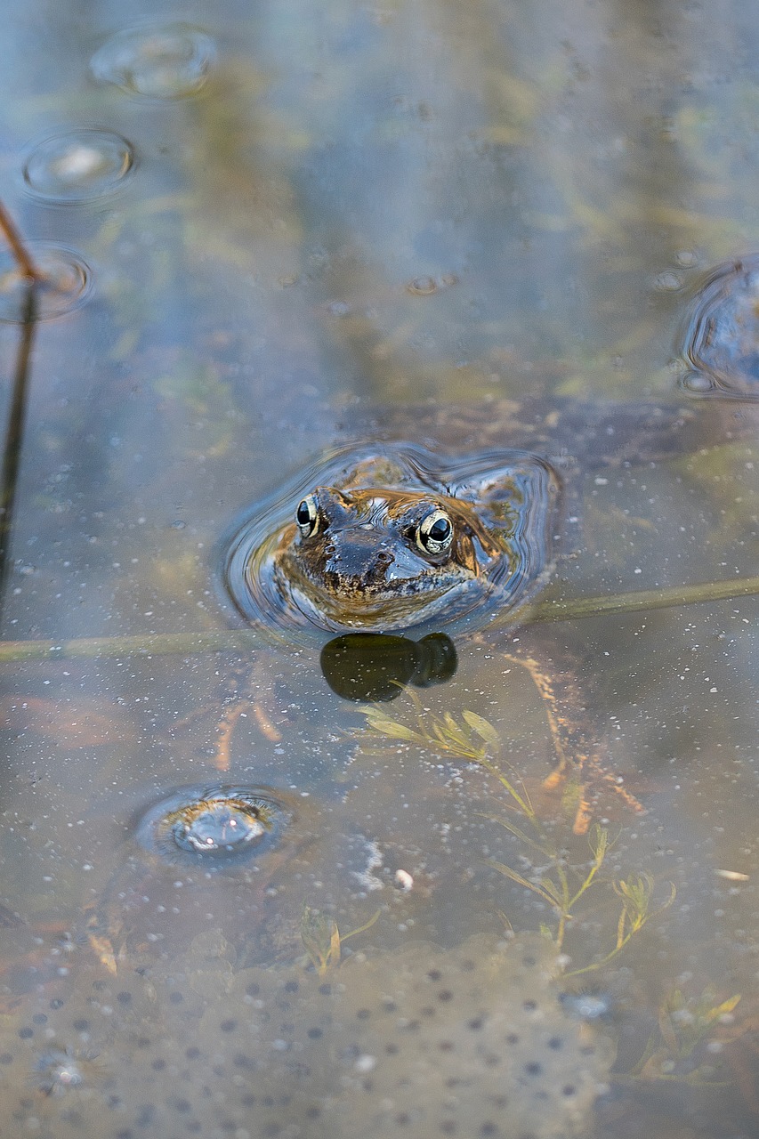 frog spawning water free photo