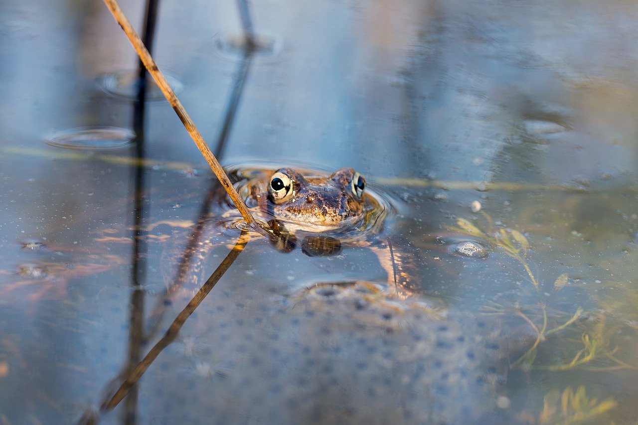 frog spawning water free photo
