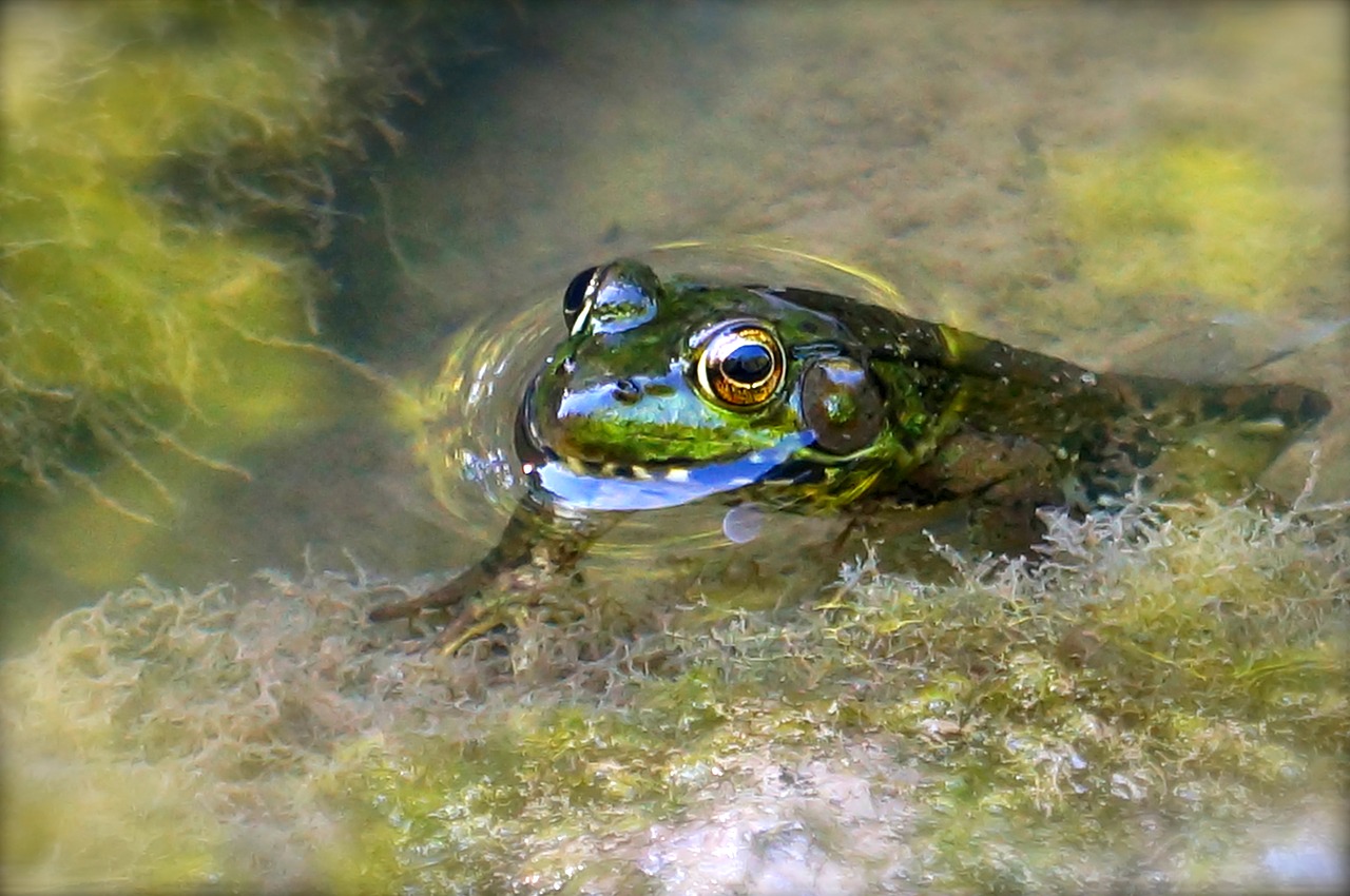 frog nature environment free photo