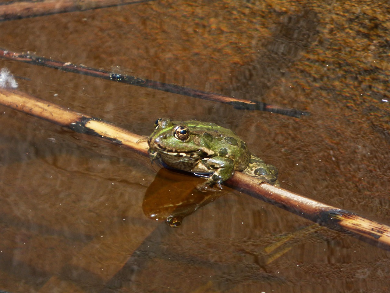 frog batrachian raft free photo