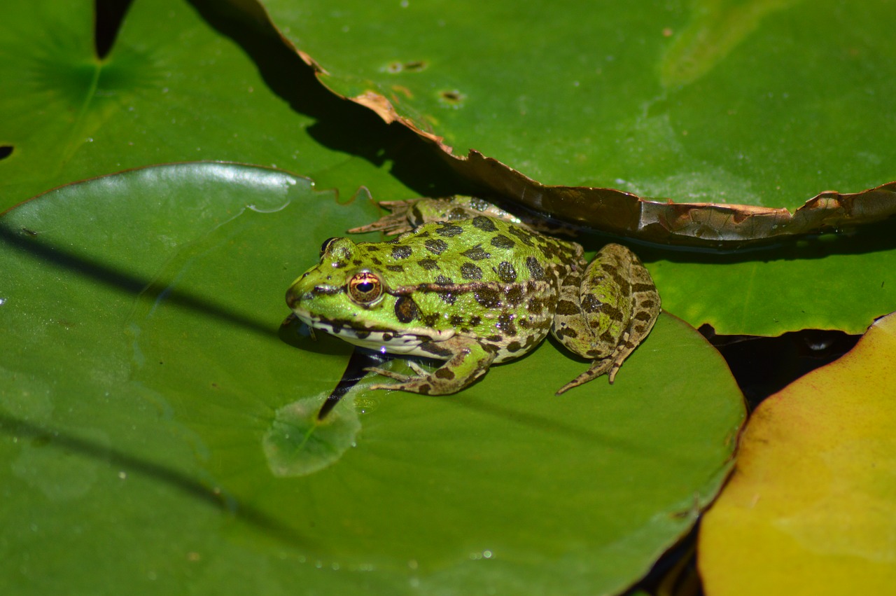 frog green nature free photo