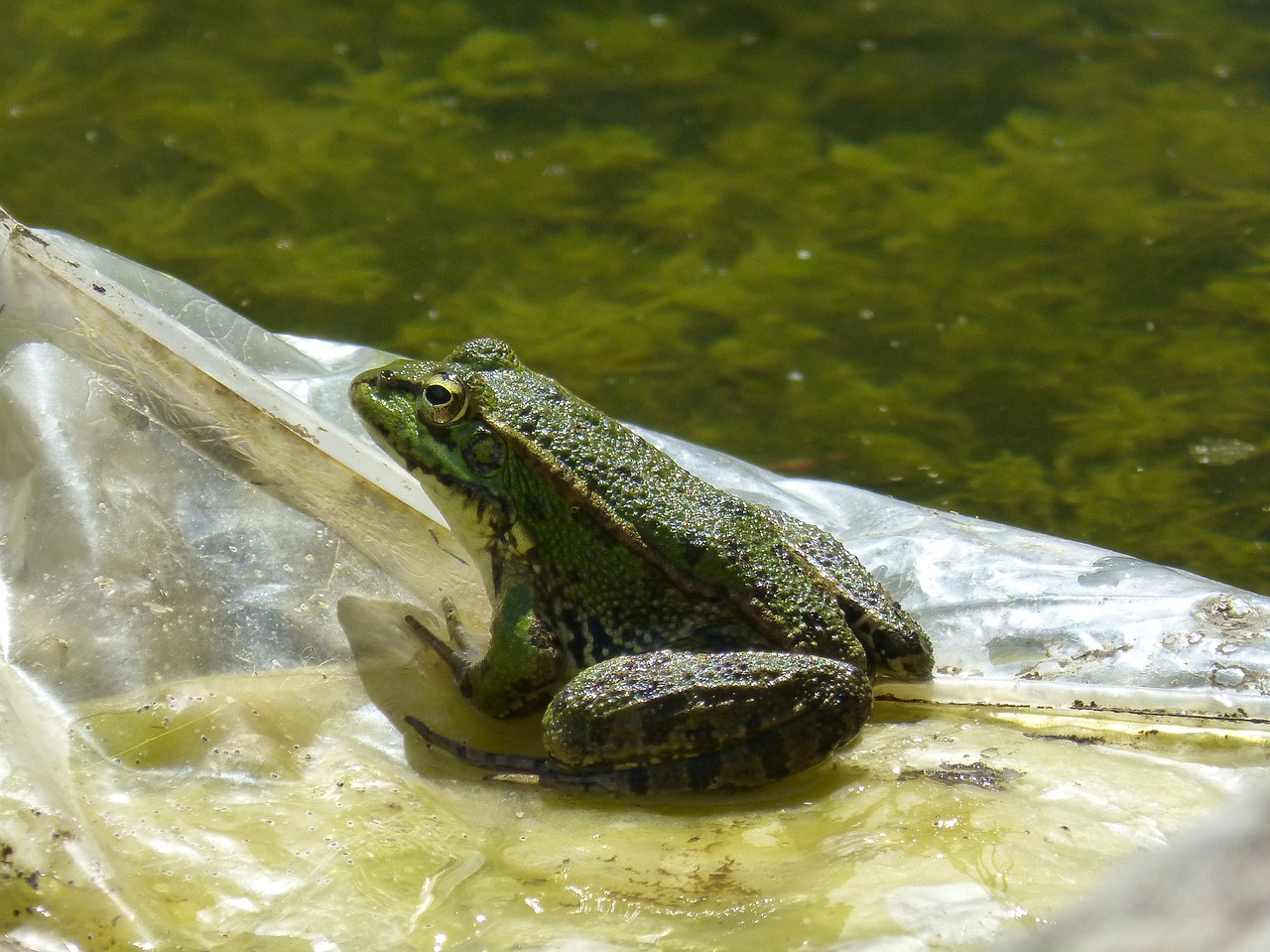 frog plastic raft free photo