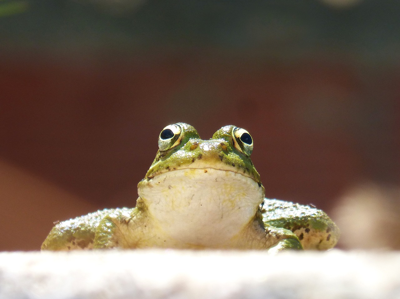 frog front view lookout free photo
