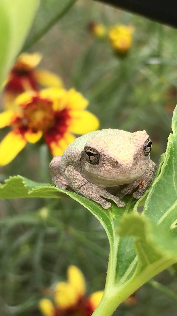 frog toad flower free photo