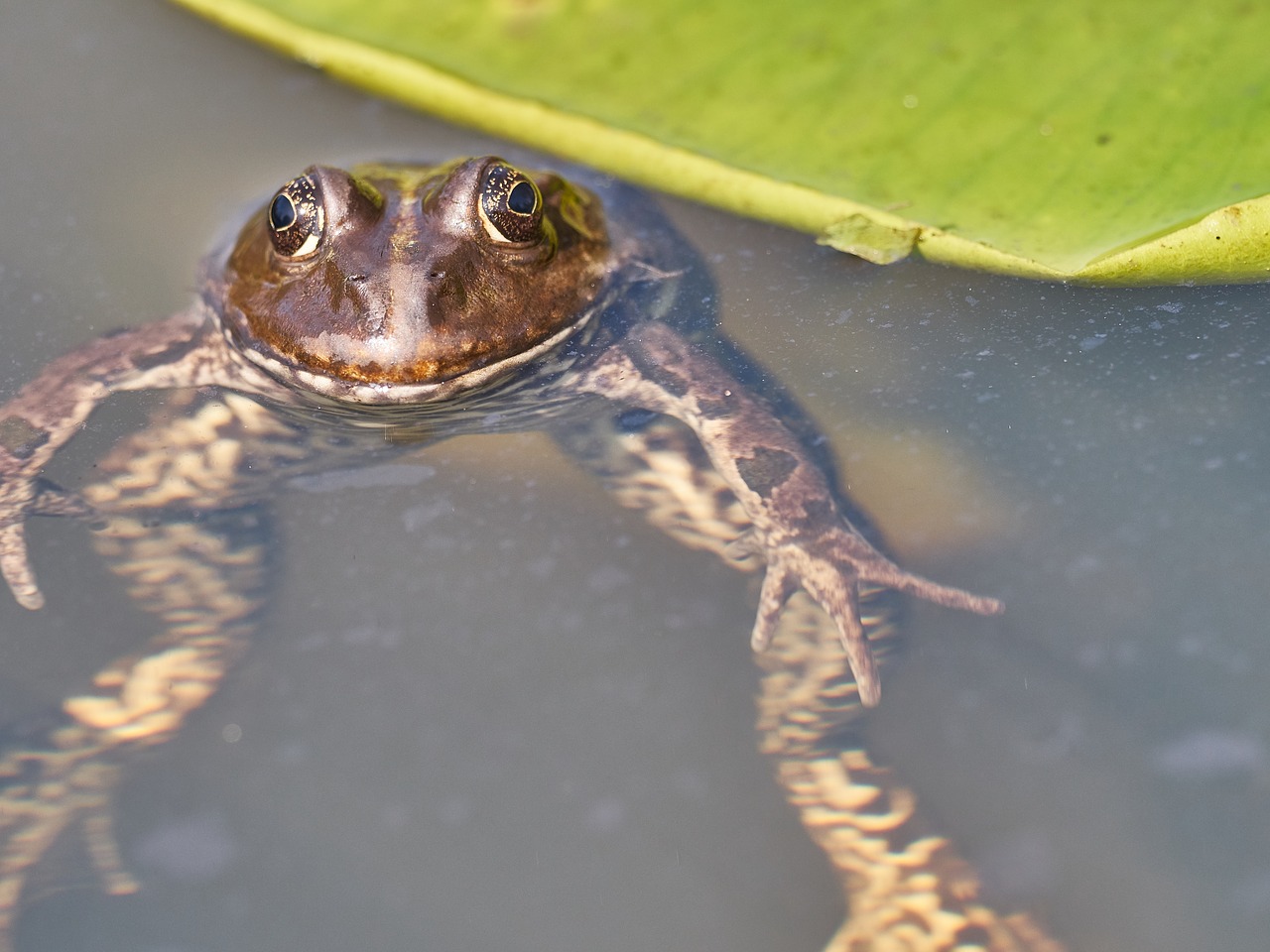 frog pond green free photo