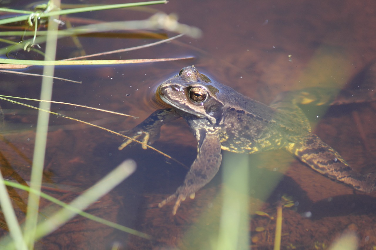 frog toad brown free photo