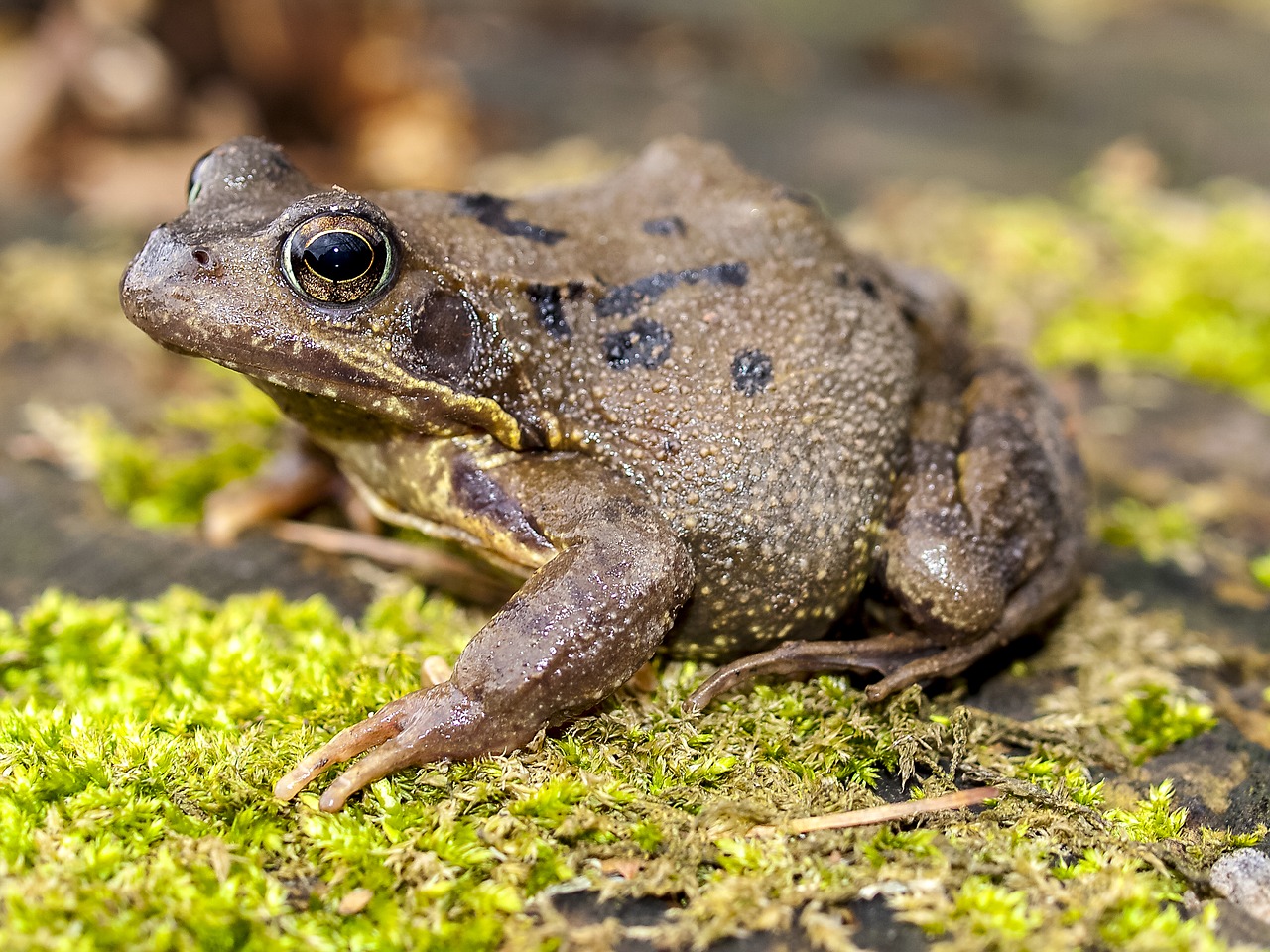 frog common frog amphibians free photo