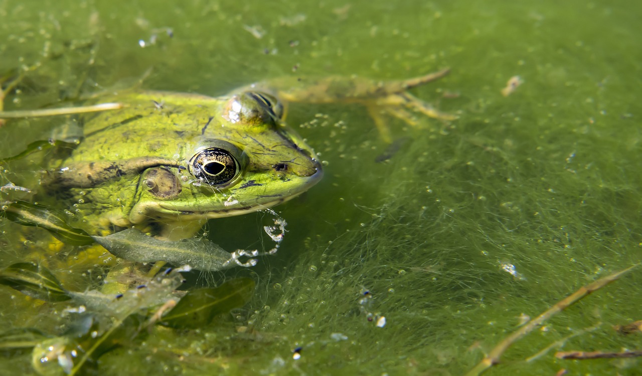 frog pond green free photo