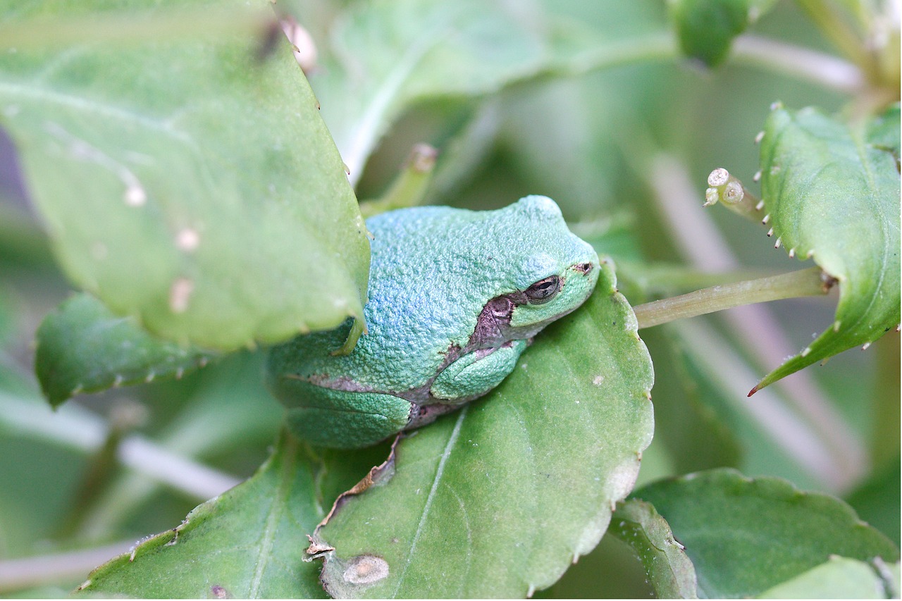 frog amphibian leaf free photo
