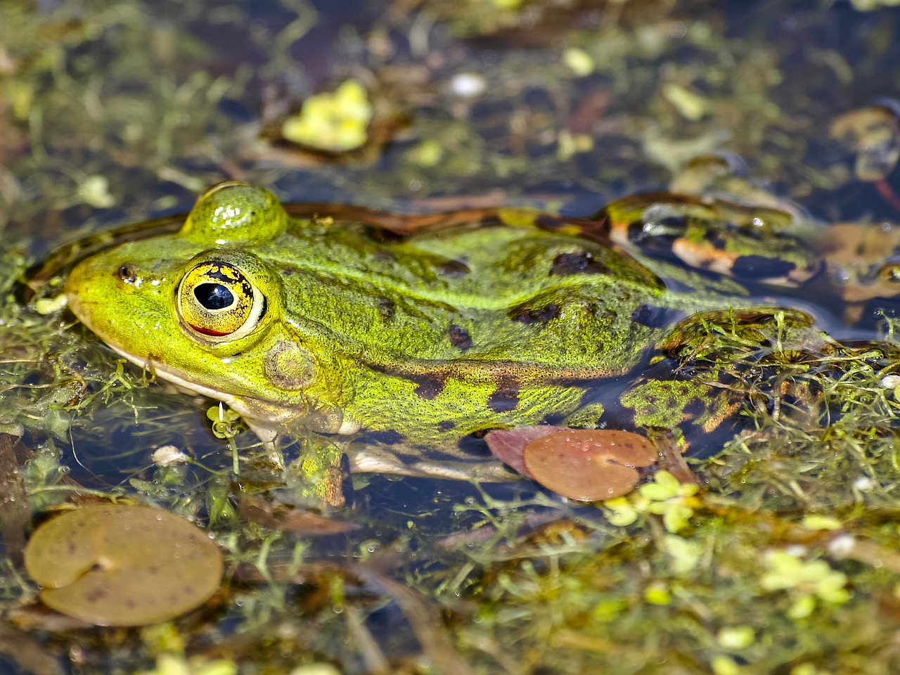 frog water frog amphibians free photo