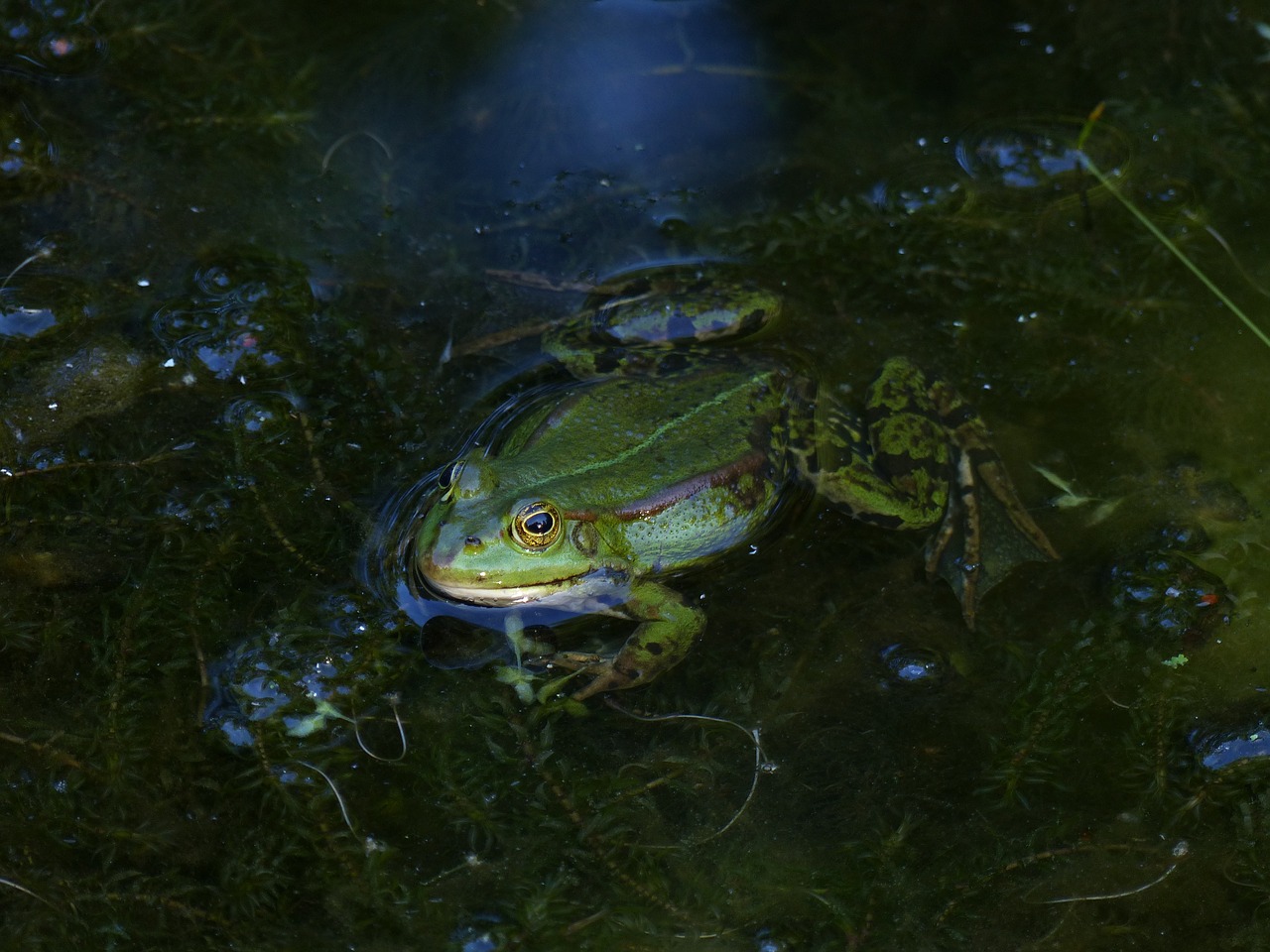 frog pond water free photo