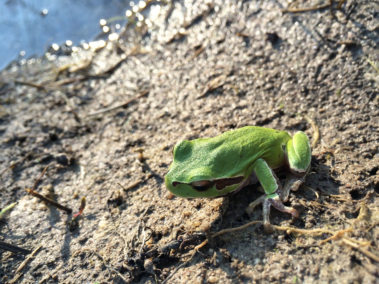 frog nature nice free photo