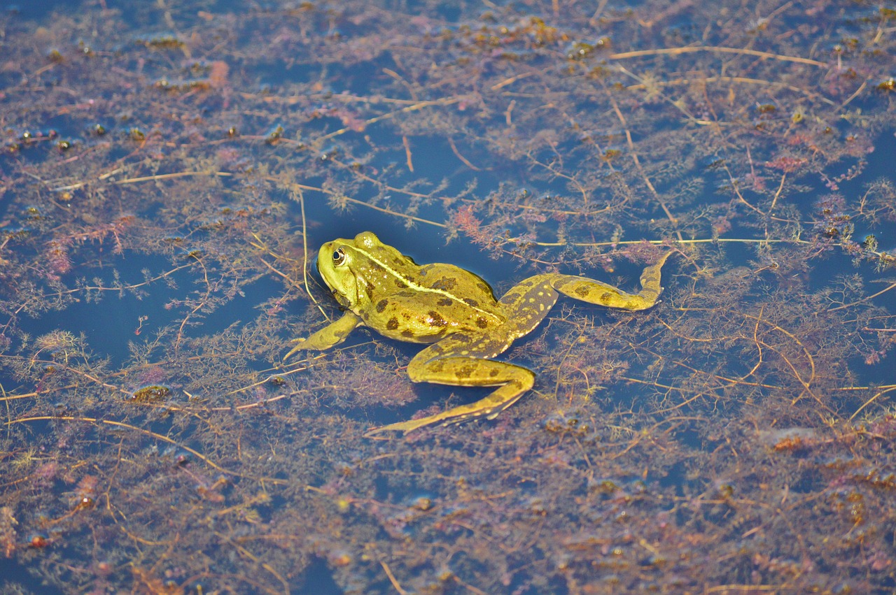 frog pond garden pond free photo