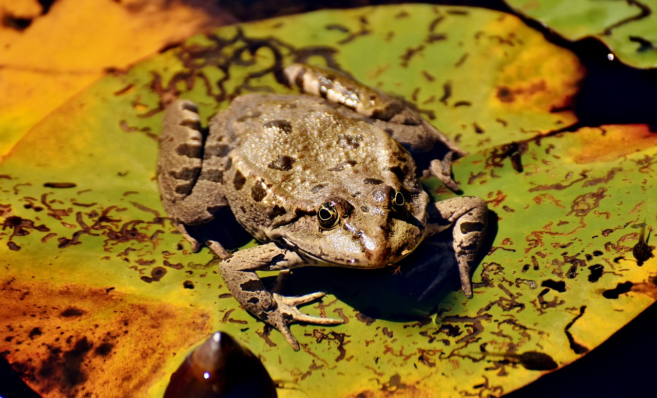 frog pond animal free photo