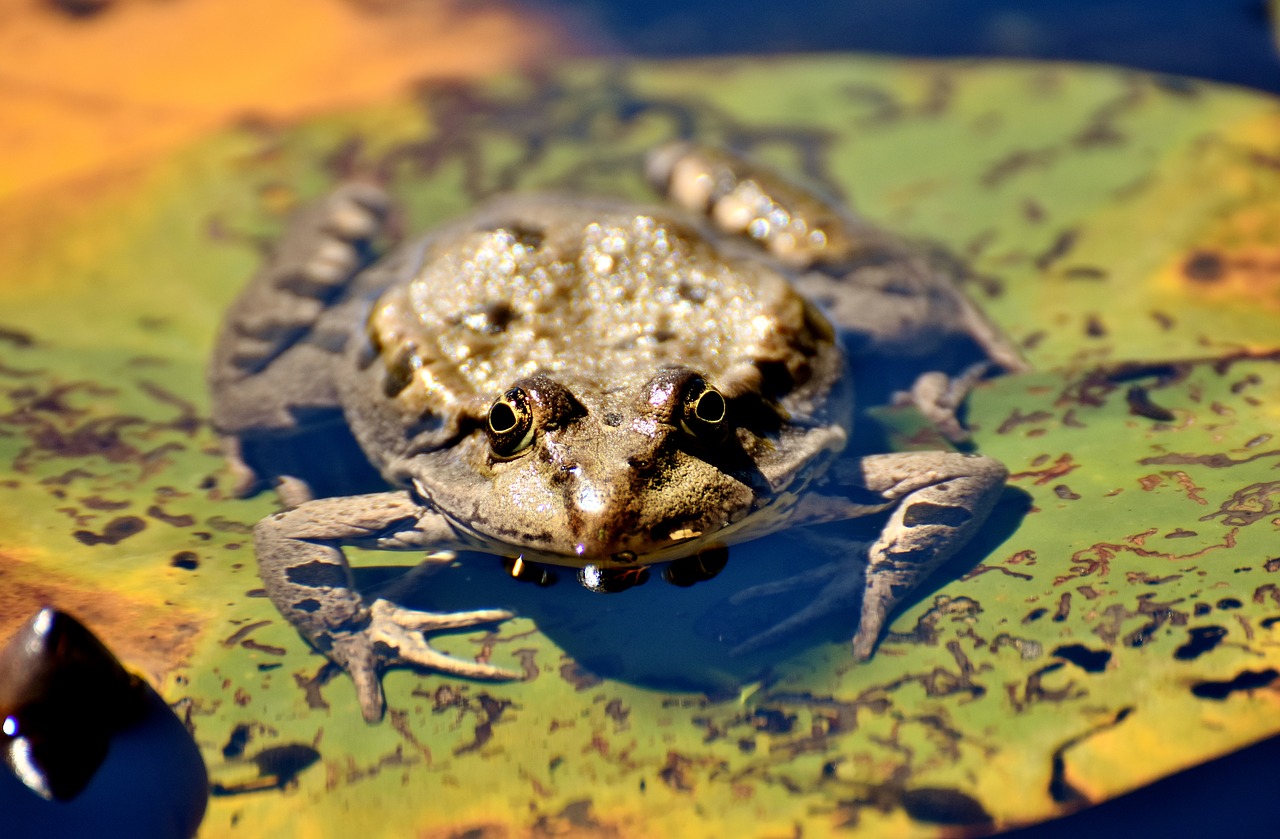 frog pond animal free photo