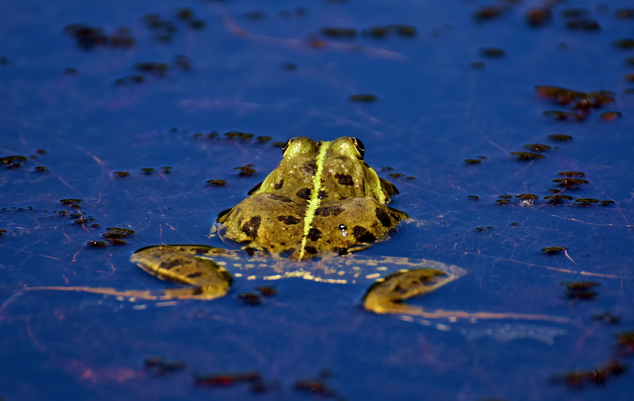 frog pond animal free photo