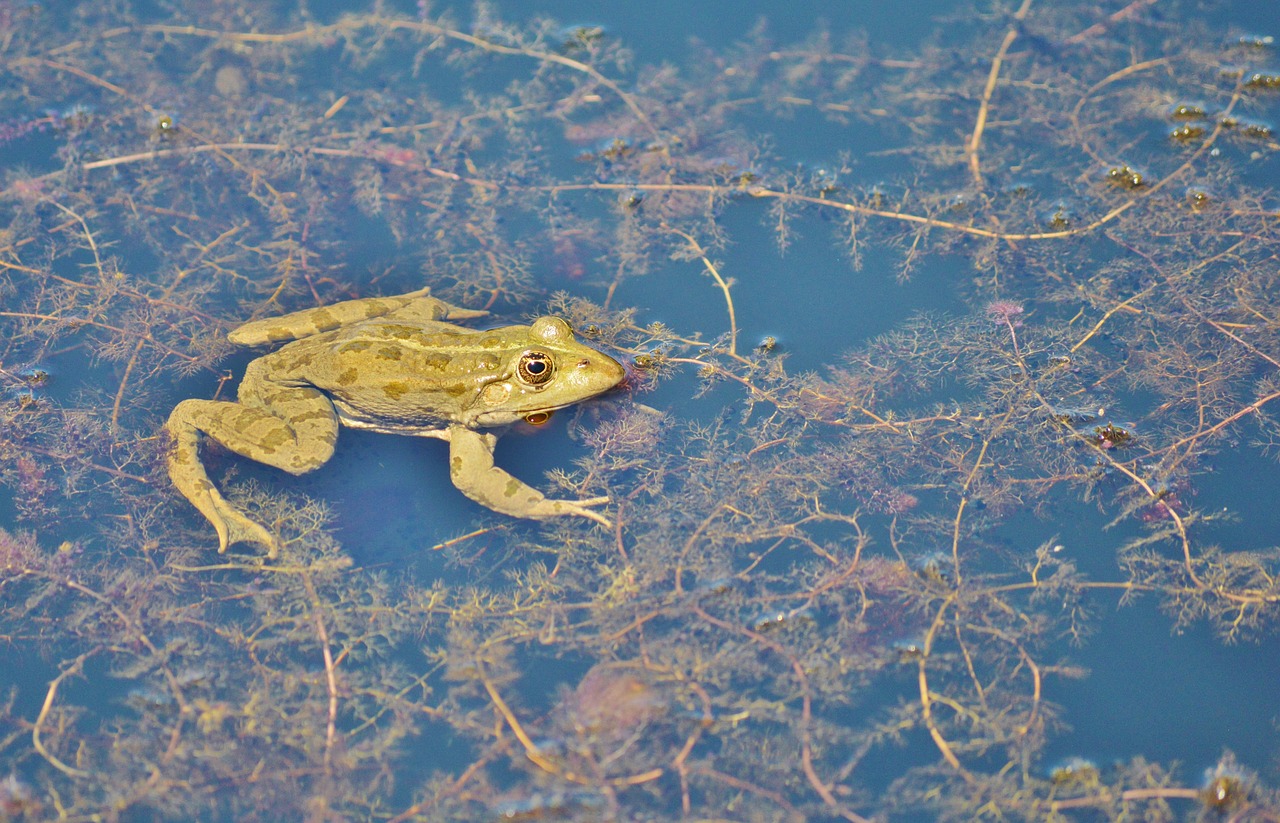 frog pond garden pond free photo