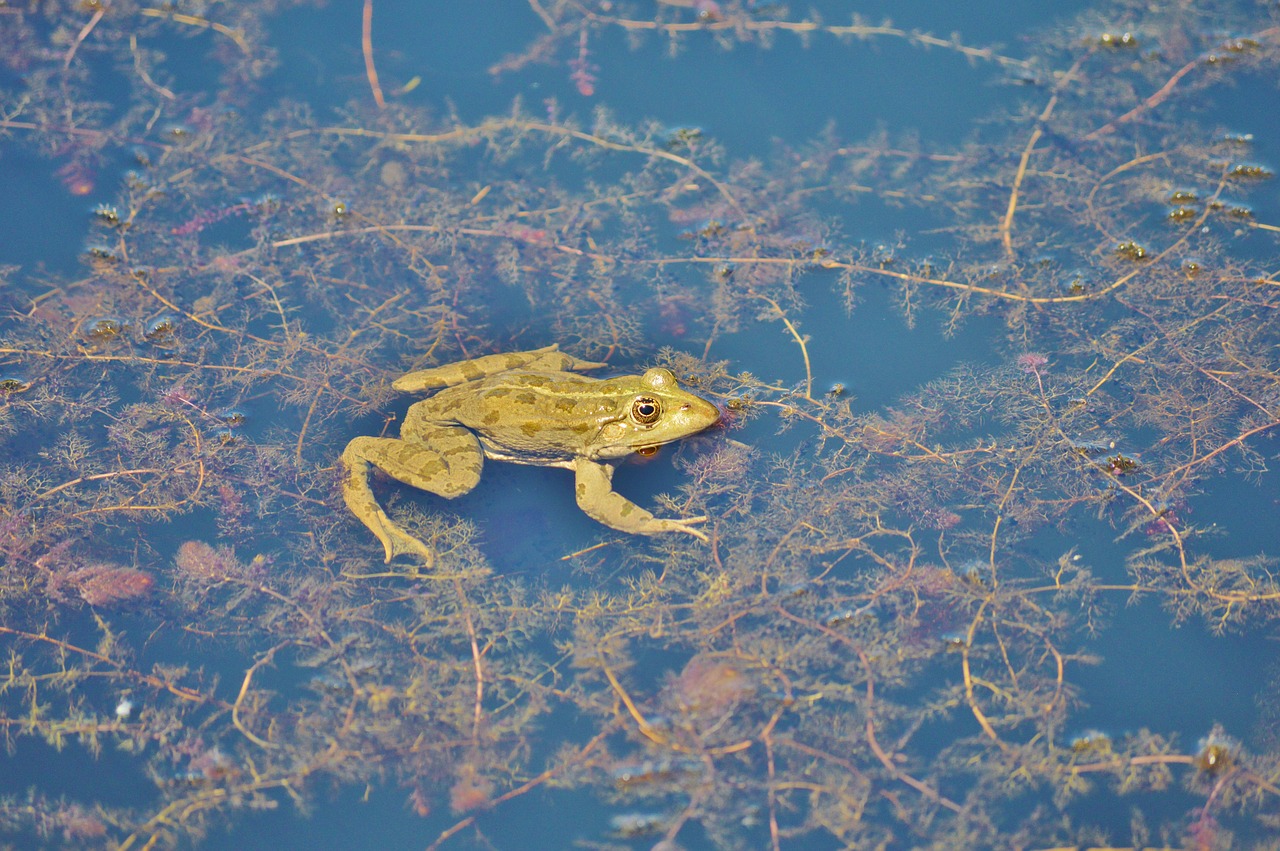 frog pond garden pond free photo