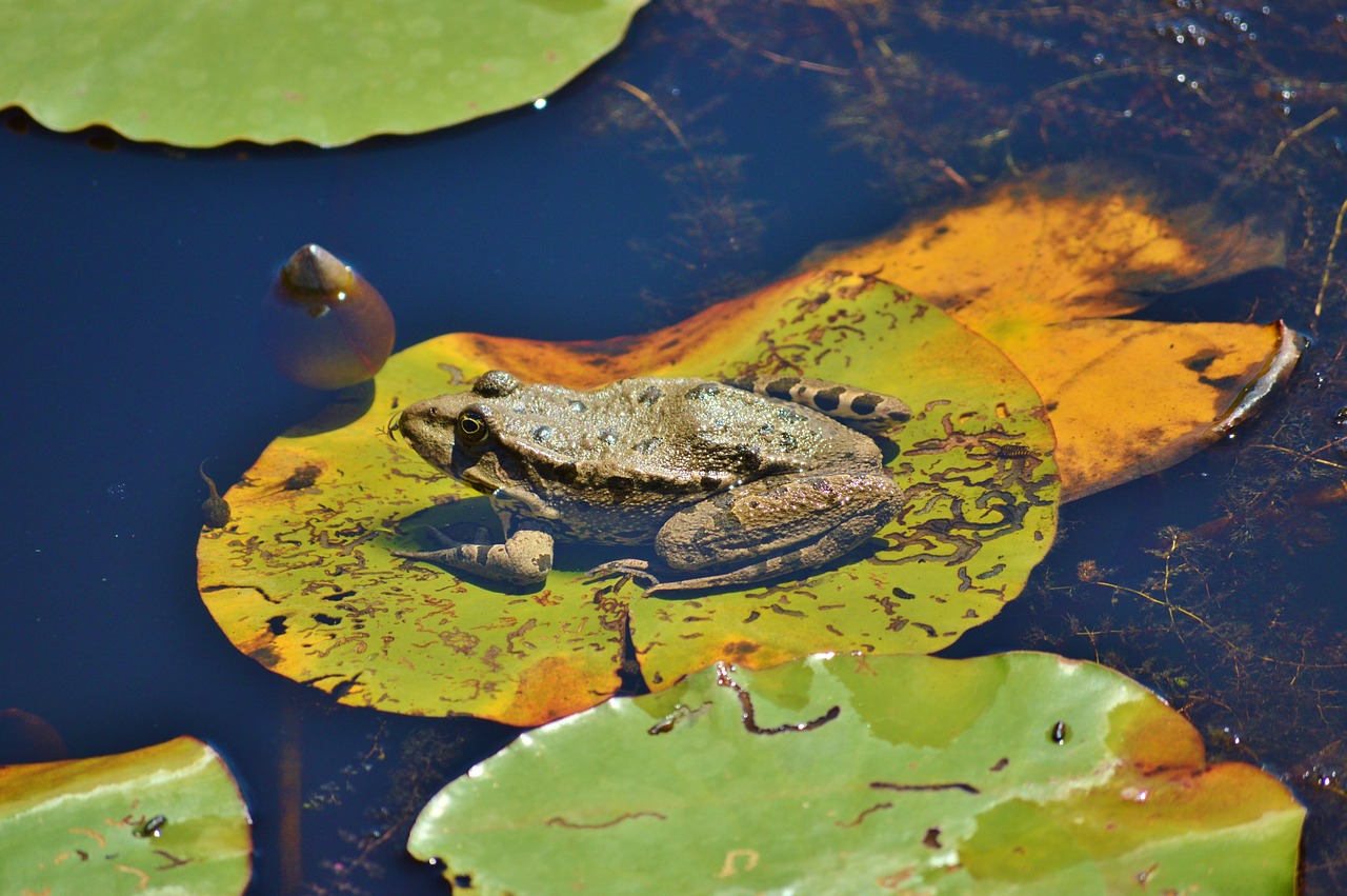 frog pond garden pond free photo