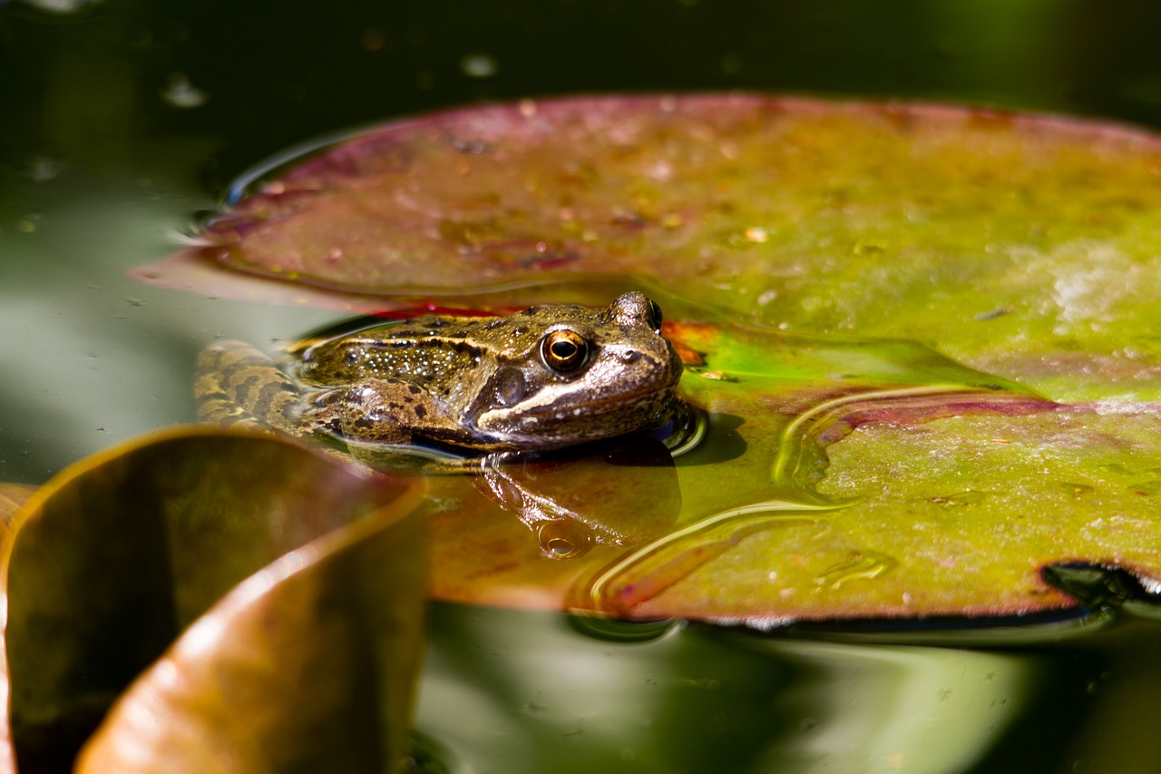 frog pond water free photo