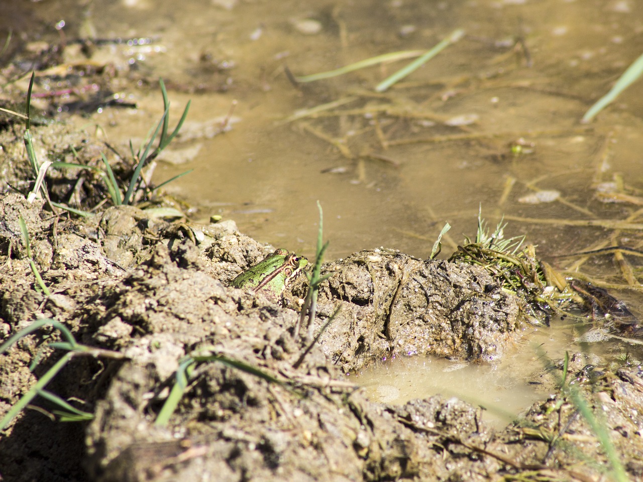 frog batrachian water free photo