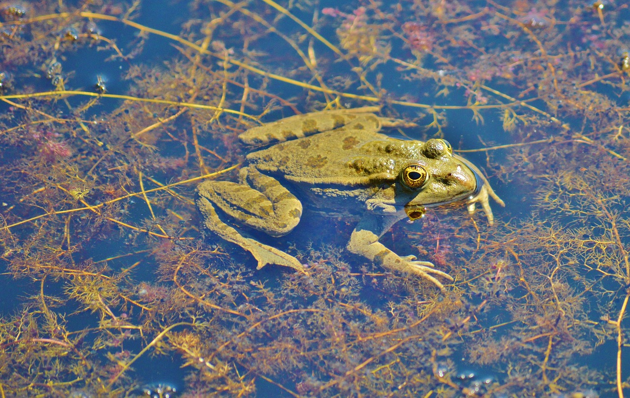 frog pond garden pond free photo