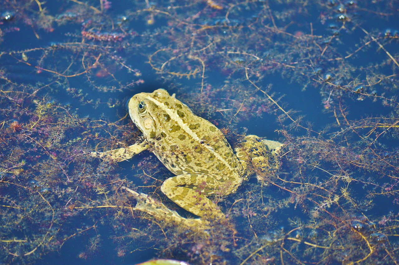 frog pond garden pond free photo