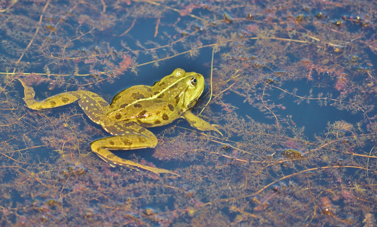 frog pond garden pond free photo